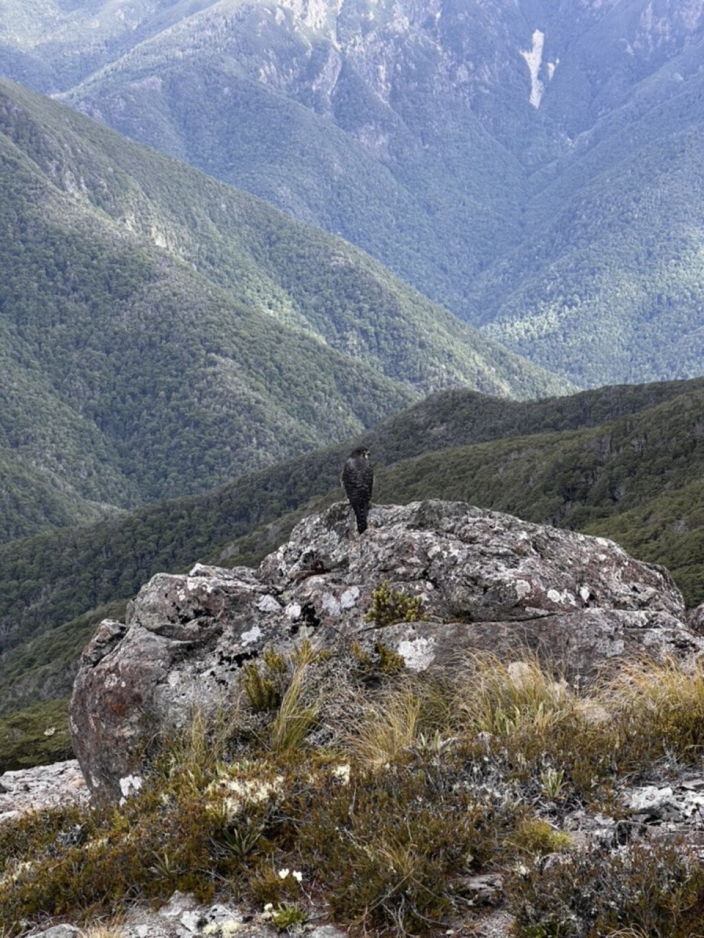Kārearea, New Zealand falcon near Mt Starvell.
